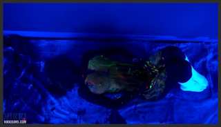 nikkisims 19 05 04 black light painting full