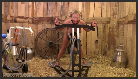 hucows 25 03 01 zoey ziptie the stocks