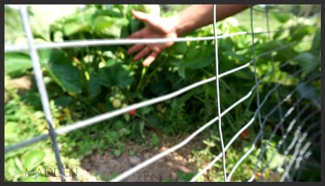 MeetMadden 21 06 16 Grown With Love